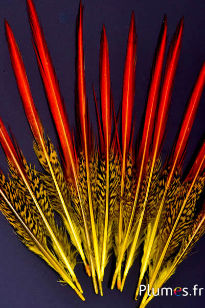 Faisan doré queue - 15-20 cm - rouge-jaune